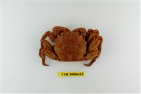 藏品(美麗斜紋蟹)的圖片